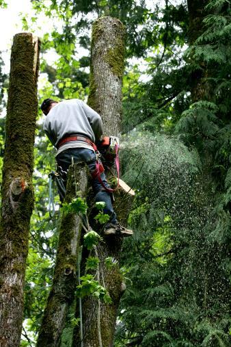 Jason Fischer Hedge Service