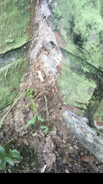 Bug Me Exterminating LLC