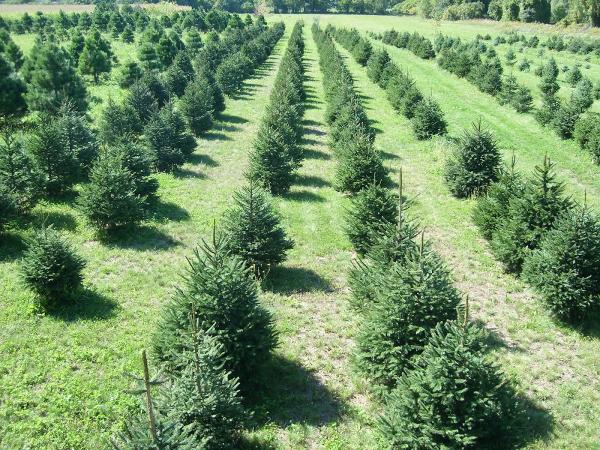 Countrycare Landscape Management