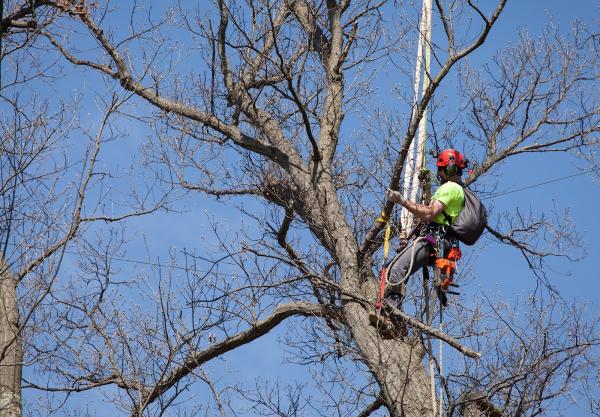 Arborist Enterprises