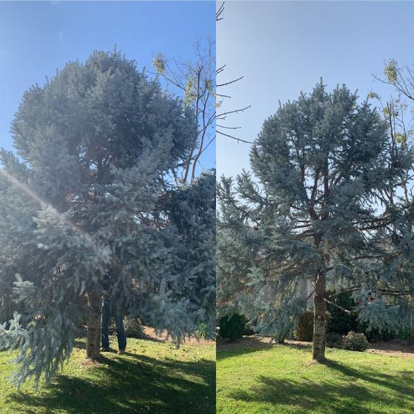 George's Tree Service