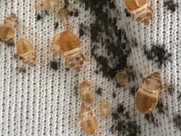 Summit City Pest Control