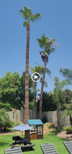 Sophora Landscaping and Design