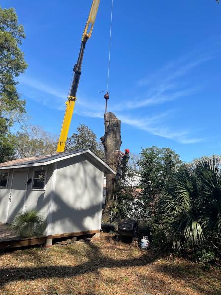 Jason Hamilton Tree Service