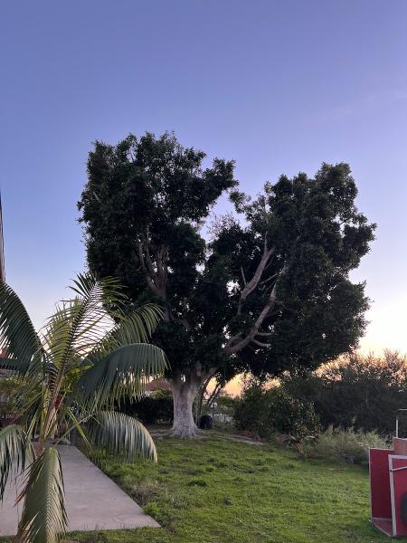 Delgado Landscape and Tree Service