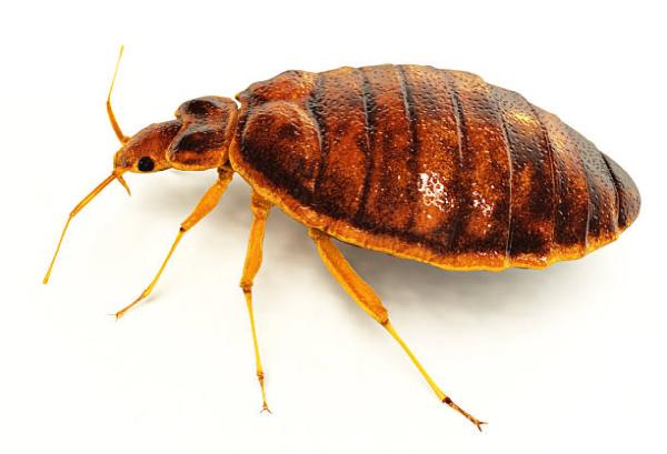 Complete Bed Bug Exterminating NYC