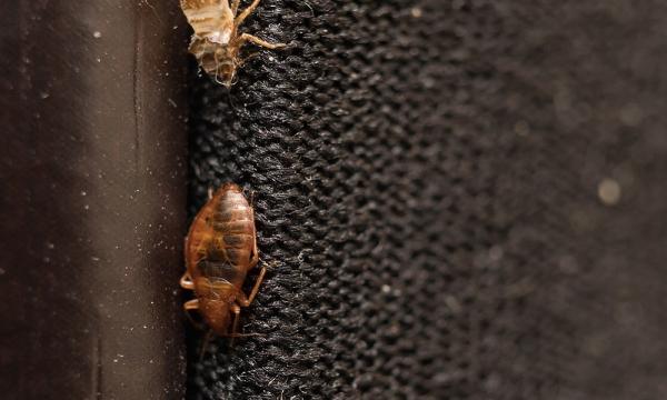 Complete Bed Bug Exterminating NYC