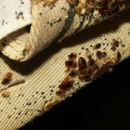 Complete Bed Bug Exterminating NYC