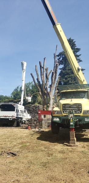 M.R. Tree Service