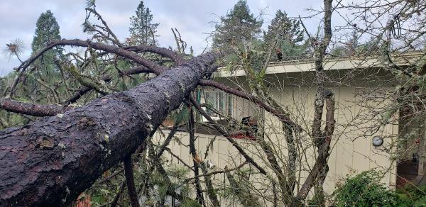 M.R. Tree Service