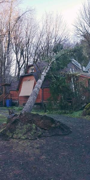 M.R. Tree Service