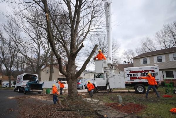 Meinhart's Tree Service