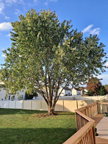 Meinhart's Tree Service