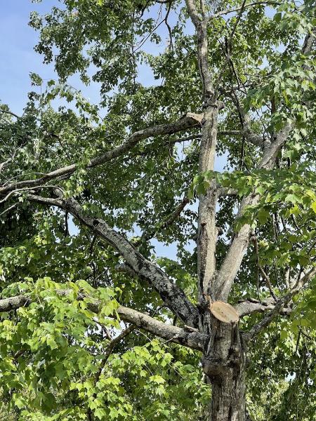 Shane's Tree Service