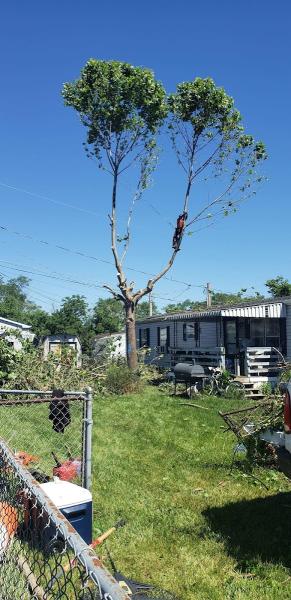 Our Tree Service Llc
