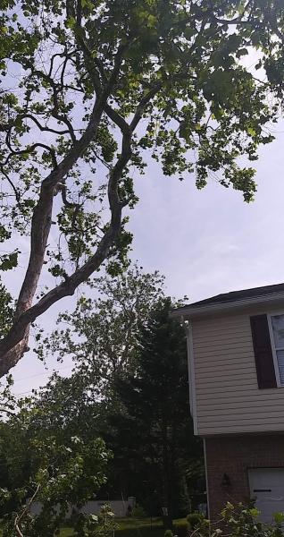 Our Tree Service Llc