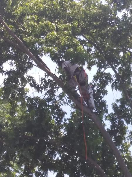 Our Tree Service Llc