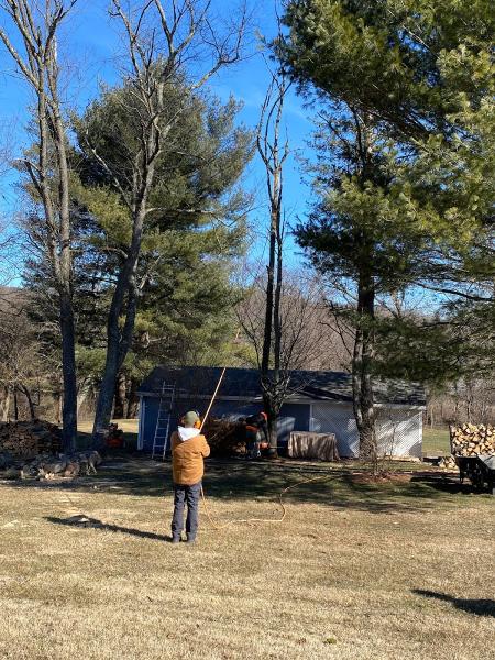 Champion Tree Care