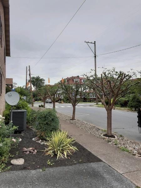 Champion Tree Care