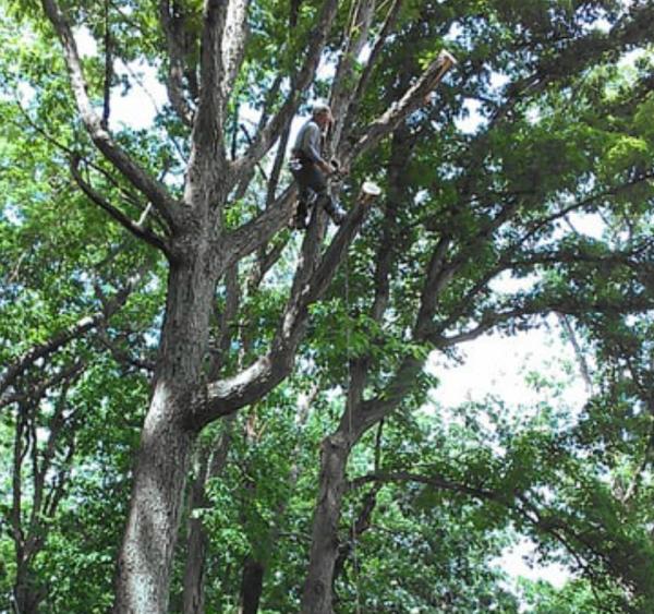 Shelton Tree Service