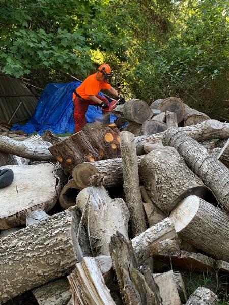 Ashe Tree Service