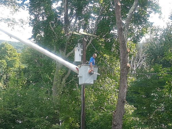 Frankie's Tree Service