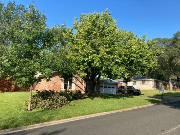 A Good Morning Tree Service