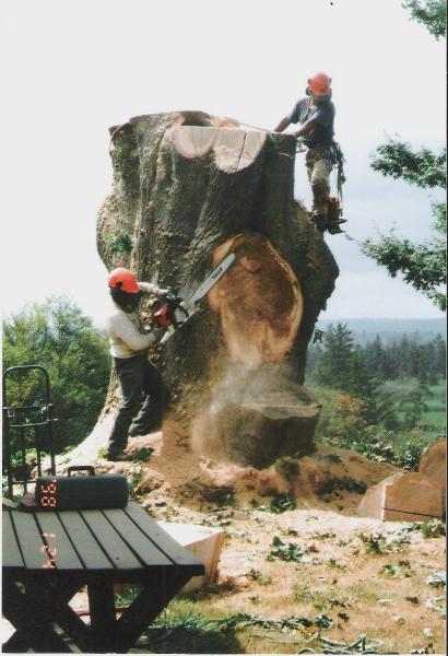 Chandler's Tree & Stump Service
