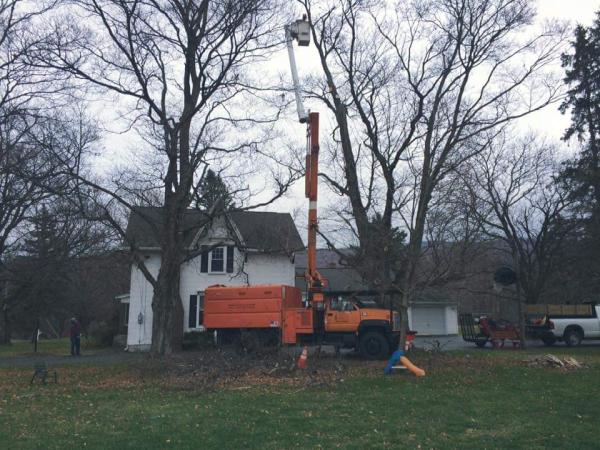Apple Valley Tree Service