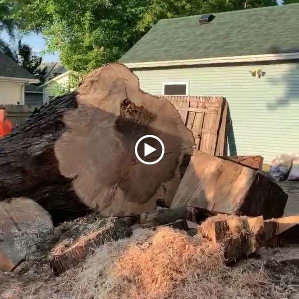 Ramiro's Tree Service LLC
