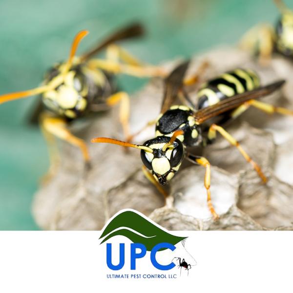 Ultimate Pest Control