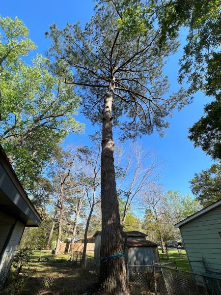 Pitts Tree Service