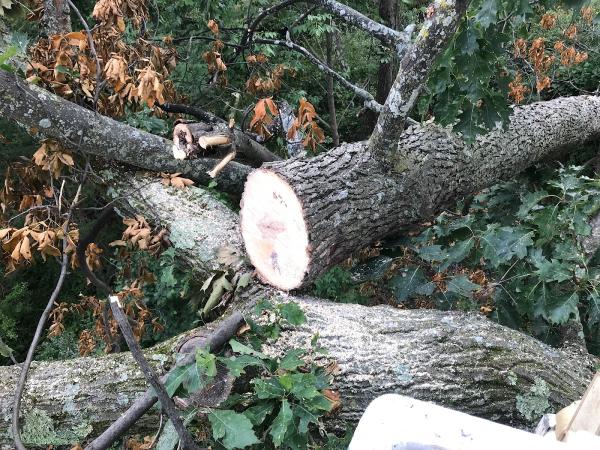 Moore-Bridger Tree Service