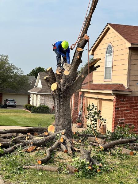 Bright Tree Service