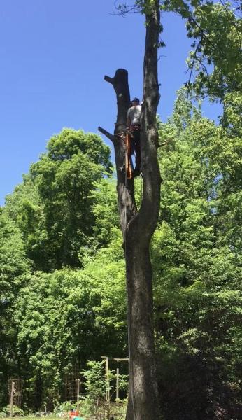 Alder Tree Care L.l.c.
