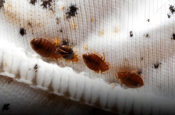 Smart Environmental Pest & Cleaning Services