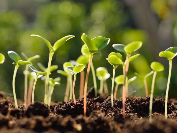 Nudge Compost