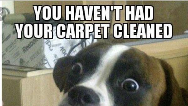 Naydeck Guarantee Carpet Cleaning
