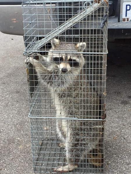 Mighty Men Pest Control