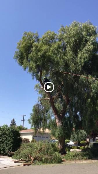 Blue Ox Tree Service