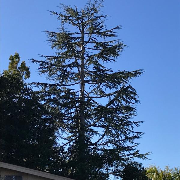 Blue Ox Tree Service