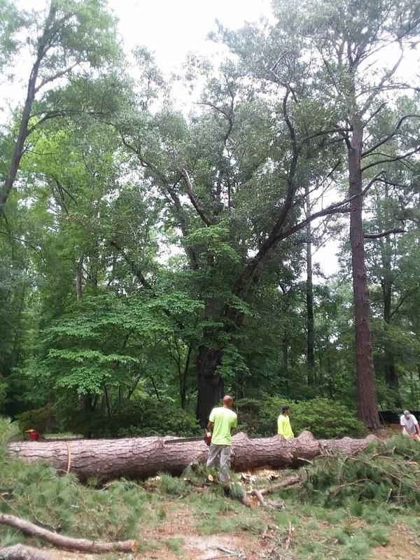 ABC Tree Service