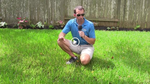 Houston Grass