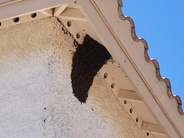 AZ Bee Kings
