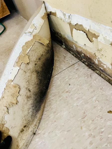 North Florida Mold Remediators