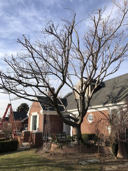 Grove Tree Care