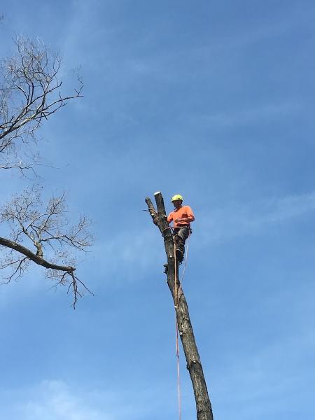 Gabriel's Tree Care Company Inc