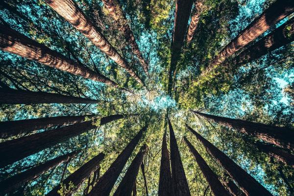 Tree Service Pro Vallejo