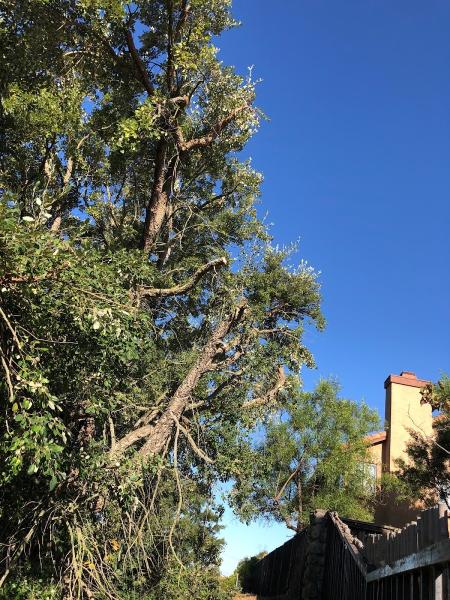 Tree Service Pro Vallejo
