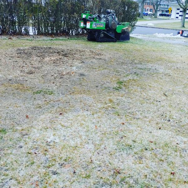 Pauly C's Stump Removal